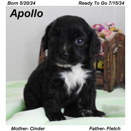 puppy, for, sale, Cocker Spaniel, Joe & Cherri  Overlease, dog, breeder, Miller, MO, dog-breeder, puppy-for-sale, forsale, nearby, find, puppyfind, locator, puppylocator, aca